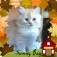 Britenbabys vom Bisamberg, Britisch Kurzhaarkatze - Katze
