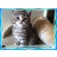 Britenkids im Whiskaslook, Britisch Kurzhaarkatze - Katze