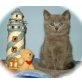 Britisch Blue Kater, Britisch Kurzhaarkatze - Katze