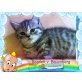 Britisch Kurz- und Langhaarkitten mit Stammb., Britisch Kurzhaarkatze - Katze