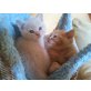 Britisch Kurz- und Langhaarkitten mit Stammb., Britisch Kurzhaarkatze - Katze