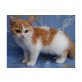 Britisch Kurzhaar Babys, - Katze