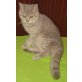 Britisch Kurzhaar , Britisch Kurzhaarkatze - Kater
