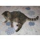 Britisch Kurzhaar , Britisch Kurzhaarkatze - Kater