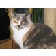 Britisch Kurzhaar, Britisch Kurzhaarkatze - Katze