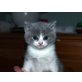 Britisch Kurzhaar, Britisch Kurzhaarkatze - Katze