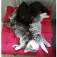 Britisch Kurzhaar/Hauskatze - Katze