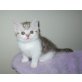 Britisch Kurzhaar Junge, Britisch Kurzhaarkatze - Kater