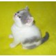 Britisch Kurzhaar Junge blau-weiss Harlekin, Britisch Kurzhaarkatze - Kater