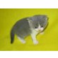Britisch Kurzhaar Junge blau-weiss bicolour, Britisch Kurzhaarkatze - Kater