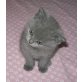 Britisch Kurzhaar Junge in blau , Britisch Kurzhaarkatze - Kater