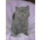 Britisch Kurzhaar Junge in blau, Britisch Kurzhaarkatze - Kater