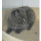 Britisch Kurzhaar Junge in blau, Britisch Kurzhaarkatze - Kater