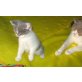 Britisch Kurzhaar Junge in blau-weiss, Britisch Kurzhaarkatze - Kater
