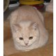 Britisch Kurzhaar Junge in creme, Britisch Kurzhaarkatze - Kater