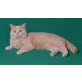 Britisch Kurzhaar Junge in creme, Britisch Kurzhaarkatze - Kater