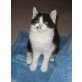 Britisch Kurzhaar Junge in schwarz-weiss, Britisch Kurzhaarkatze - Kater