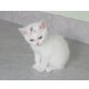 Britisch Kurzhaar Junge in weiss, Britisch Kurzhaarkatze - Kater