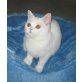Britisch Kurzhaar Junge in weiss, Britisch Kurzhaarkatze - Kater