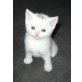 Britisch Kurzhaar Junge in weiss, Britisch Kurzhaarkatze - Kater
