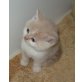 Britisch Kurzhaar  Junge mit österr.Stammbaum, Britisch Kurzhaarkatze - Kater
