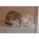 Britisch Kurzhaar Jungs , Britisch Kurzhaarkatze - Kater