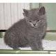 Britisch Kurzhaar Kätzchen, Britisch Kurzhaarkatze - Katze