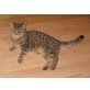 Britisch Kurzhaar Kater , Britisch Kurzhaarkatze - Kater