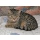 Britisch Kurzhaar Kater, Britisch Kurzhaarkatze - Kater