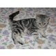 Britisch Kurzhaar Kater, Britisch Kurzhaarkatze - Kater