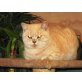 Britisch Kurzhaar Kater, Britisch Kurzhaarkatze - Kater