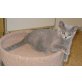 Britisch Kurzhaar Kater in blau, Britisch Kurzhaarkatze - Kater