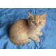 Britisch Kurzhaar Kater rot, Britisch Kurzhaarkatze - Kater