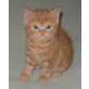 Britisch Kurzhaar Kater  rot, Britisch Kurzhaarkatze - Kater