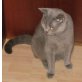 Britisch Kurzhaar Katze, Britisch Kurzhaarkatze - Katze