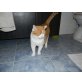 Britisch Kurzhaar Katze Daffie, 4 Jahre, Britisch Kurzhaarkatze - Katze