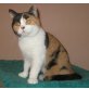 Britisch Kurzhaar Katzen  , Britisch Kurzhaarkatze - Katze