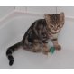 Britisch Kurzhaar Katzen, Britisch Kurzhaarkatze - Katze