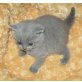 Britisch Kurzhaar Kitten , Britisch Kurzhaarkatze - Kater