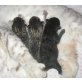Britisch Kurzhaar Kitten , Britisch Kurzhaarkatze - Kater