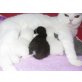 Britisch Kurzhaar Kitten, Britisch Kurzhaarkatze - Kater