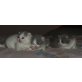 Britisch Kurzhaar Kitten , Britisch Kurzhaarkatze - Katze