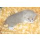 Britisch Kurzhaar Kitten , Britisch Kurzhaarkatze - Katze