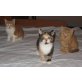 Britisch Kurzhaar Kitten, Britisch Kurzhaarkatze - Katze