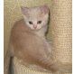 Britisch Kurzhaar Kitten, Britisch Kurzhaarkatze - Katze