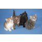 Britisch Kurzhaar Kitten, Britisch Kurzhaarkatze - Katze
