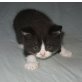 Britisch Kurzhaar Kitten bicolour , Britisch Kurzhaarkatze - Kater