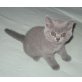Britisch Kurzhaar Kitten blau männlich , Britisch Kurzhaarkatze - Kater