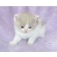 Britisch Kurzhaar Kitten fawn-weiss Harlekin, Britisch Kurzhaarkatze - Kater