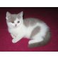 Britisch Kurzhaar Kitten lilac-weiss bicolour, Britisch Kurzhaarkatze - Katze